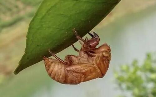清道夫魚為什么不能吃